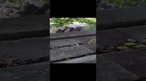 мистер бист мистер бист