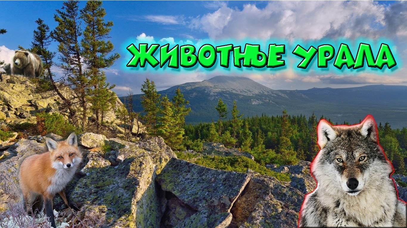 Животные Урала смотреть онлайн