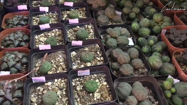 Visiting Rabbit Island Singapore - Cactus & Succulent Plant Nursery смотреть онлайн