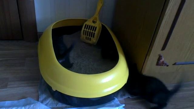 Котята и лоток 3 смотреть онлайн