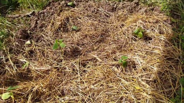 Эконом-огород. Чтобы тратить меньше времени и сил.... смотреть онлайн