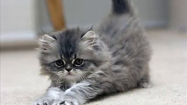 Слайд Шоу про маленьких, няшных, милашнык котят ♥ Саша Калинина смотреть онлайн