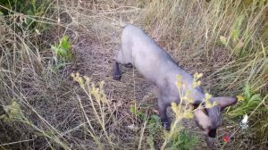 Сфинкс в дикой природе. Реакция Канадского сфинкса на прогулку по полю.
