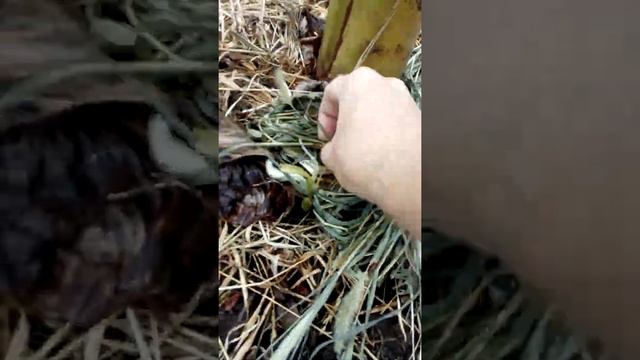 Пальма банановая там есть детки 23 06 2018 смотреть онлайн