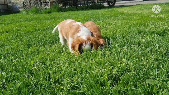 Щенки кавалер кинг чарльз спаниеля. 1,5 месяца. Продажа. смотреть онлайн