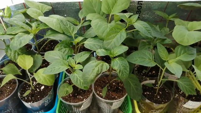 Рассада 21.03.2022 смотреть онлайн