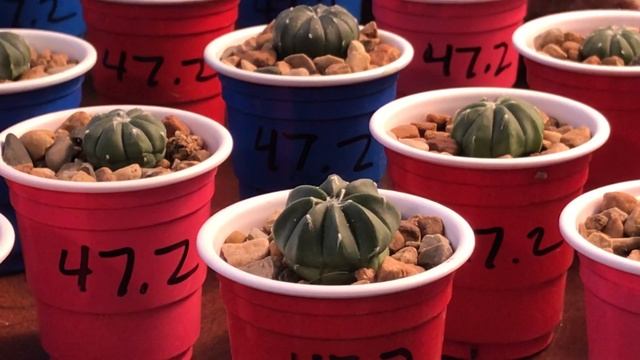 Astrophytum Asterias F Nudum Seedlings