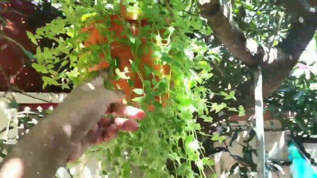 My Hanging Plant Collection with names |Shade loving Plants смотреть онлайн