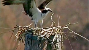 Расслабляющие звуки реки. Белый шум. Пение Птиц В Лесу слушать бесплатно