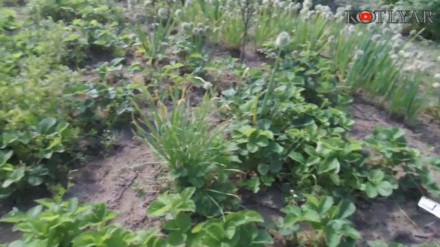 Выращивание клубники: на агроволокне VS на открытой земле! смотреть онлайн