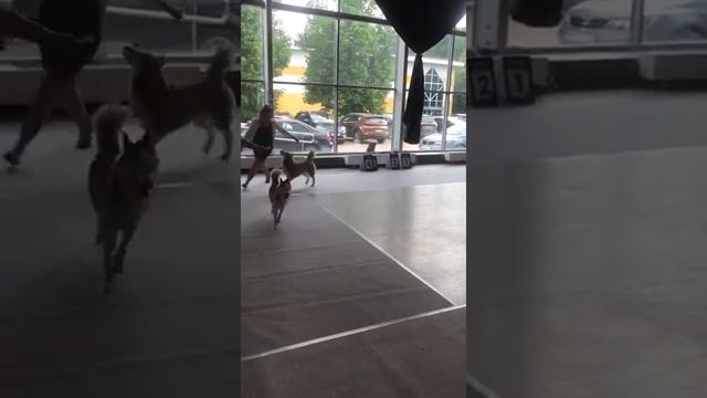 Выставка собак. Сибирский хаски. Хендлер Ольга Буробина. Сокольники. Как выставить хаски. смотреть онлайн