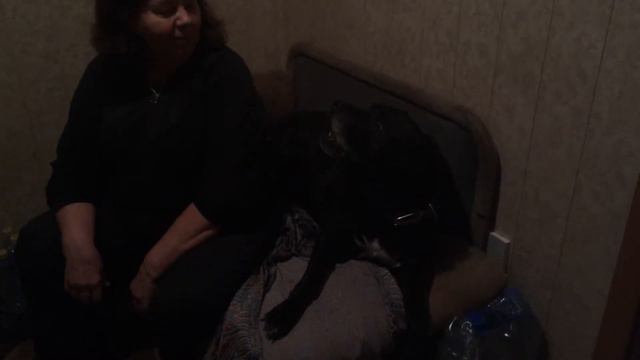 Аделя поет, собака просит