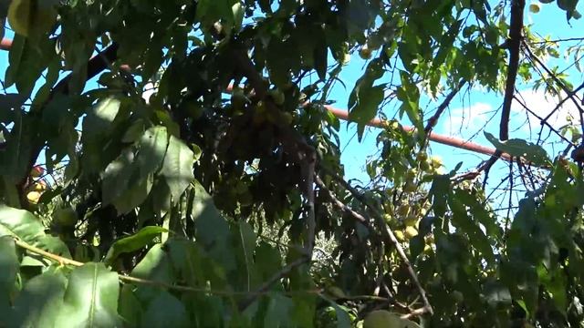 ПЕРЕЕХАЛИ НА КУБАНЬ ? КУДА ДЕВАТЬ ПЕРСИКИ? КУРИЦЫ ГОТОВЯТСЯ КО СНУ? смотреть онлайн