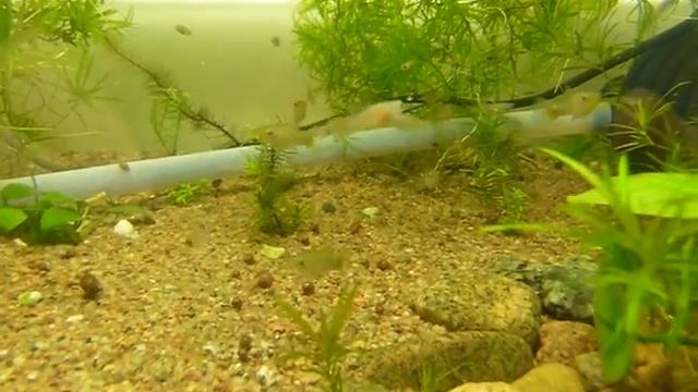 Чернобрюхие лимии и гуппи дикого окраса из Коллумбии кушают гриндаля смотреть онлайн