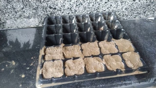 How to Grow Celosia Plumosa from Seeds in Seedling Tray смотреть онлайн