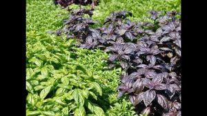 Базилик как пряность и специя