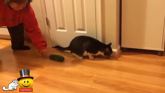 ИСПУГИ КОТОВ!!! КОТЫ И ОГУРЦЫ!!! Коты боятся огурцов!!!ПРИКОЛЫ 2021 ИЮНЬ смотреть онлайн