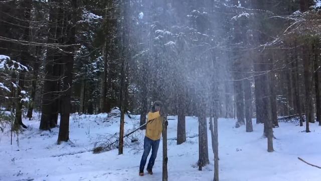 Трясём снег с деревьев в замедленной съёмке смотреть онлайн