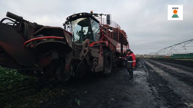 Копка опыта с орошением сахарной свёклы KWS / Настройка комбайна REXOR 6300 Platinum / Оценка потер смотреть онлайн