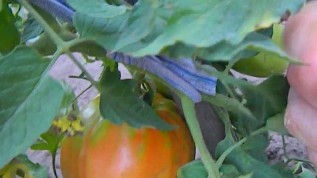 Томат Польская слива тетушки Сварло. смотреть онлайн