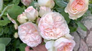 very flourishing Pastella Rose and Glyndebourne Rose...two roses with a thousand shades..