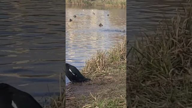Утром утки танцы смотреть онлайн