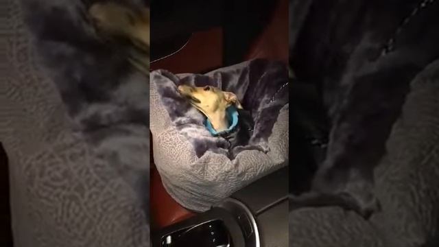 Лежак для собак смотреть онлайн