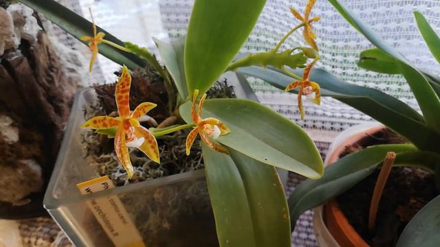 Цветение phal. cornu-cervi и phal. wilsonii смотреть онлайн