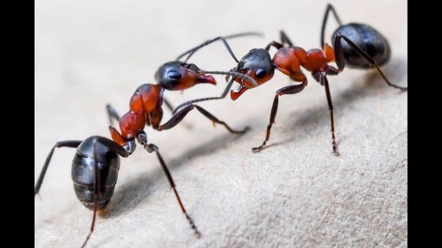 Почему муравьи не стоят в пробках смотреть онлайн