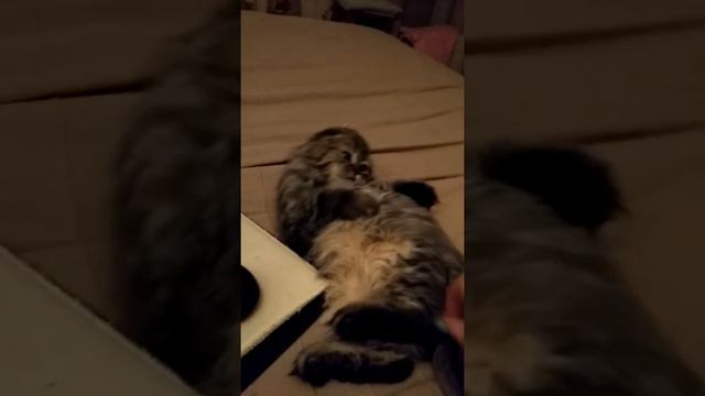 Хайленд фолд пятно питомник Мелоди Соул 😻 смотреть онлайн