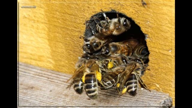 среднерусская пчела.хорошая или плохая порода пчел?