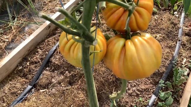 Коллекционные Томаты 2022/ Последние помидоры в конце сентября смотреть онлайн