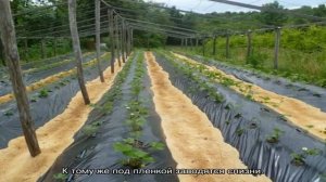 Выращивание клубники по финской технологии — все тонкости процесса посадки