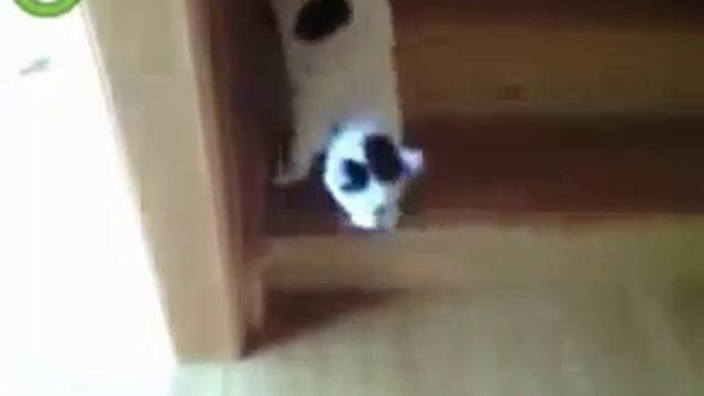 Ленивый кот спускается по лестнице! funny video смотреть онлайн