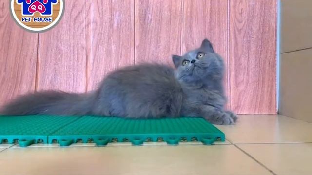 British Longhair Munchkin - Blue смотреть онлайн