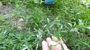 Схема обработки винограда на весь сезон.