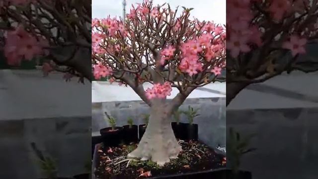 ADENIUM RCN BLOOMING - Rosa Do Deserto #adenium #rosadodeserto