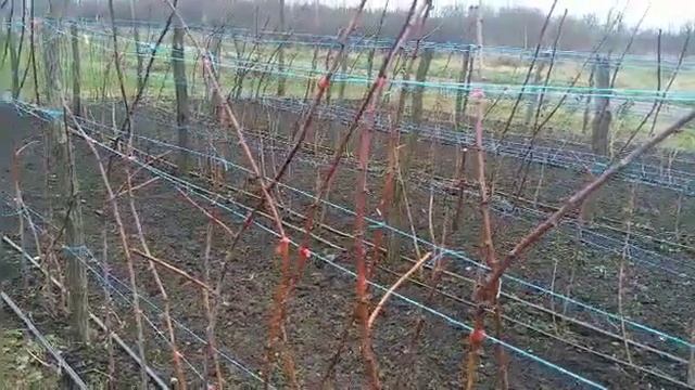 Тапенер,что нужно знать при его покупке.