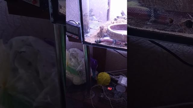 Процесс линьки молочной змеи. смотреть онлайн