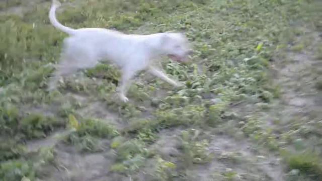 Аргентинский дог Баффи смотреть онлайн