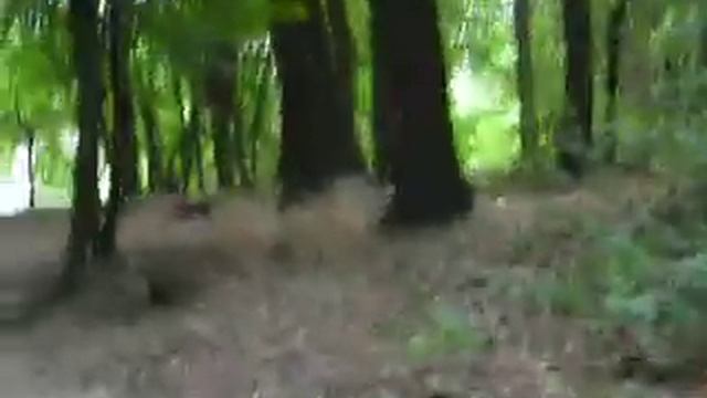 Орех грецкий в лесу. смотреть онлайн