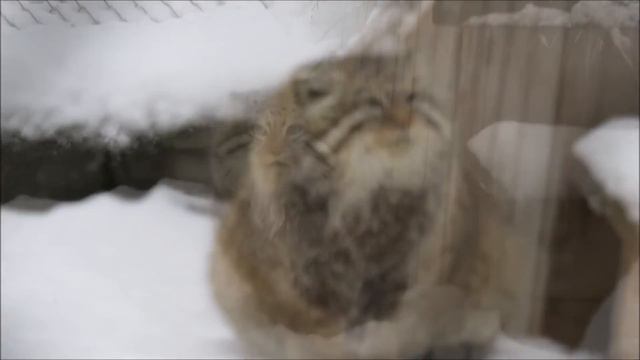 Самый общительный манул приготовился к зиме 07.12.2021