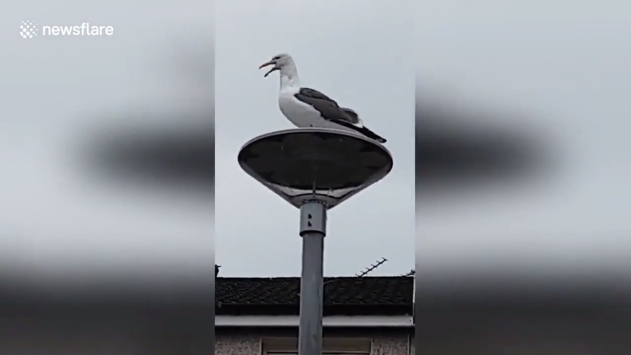 Женщина "спорит" с чайкой смотреть онлайн