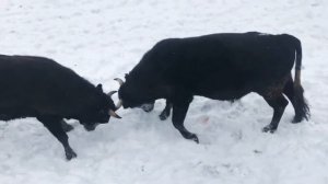 Бои Быков с Бежта 2921 год