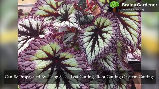How to Grow Begonia Rex Plants - Plant Care Tips смотреть онлайн