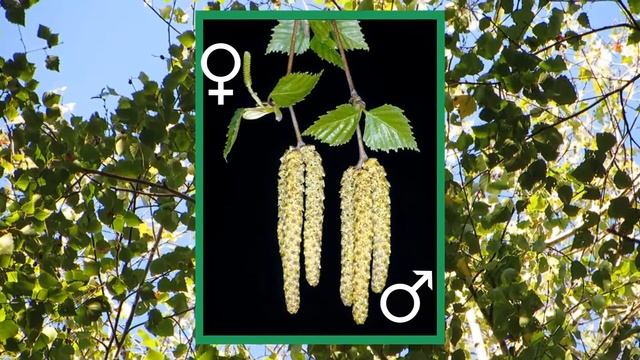 Betulla (Betula Pendula)