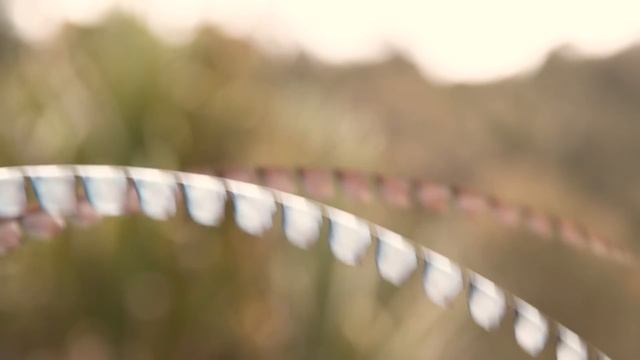 Самцы - Фильм 1. Всеобщее безумие - Документальный фильм смотреть онлайн