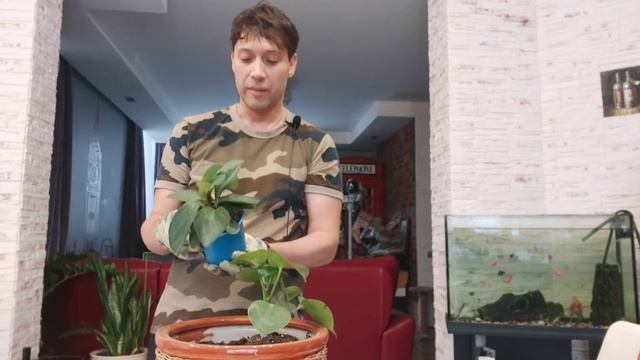 Композиция из Пеперомия Клузиелистная , Рейндроп , Вариегата в одном вазоне смотреть онлайн