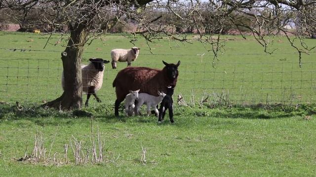 Australian Shepherd / Aussie / Smart Working Dog.