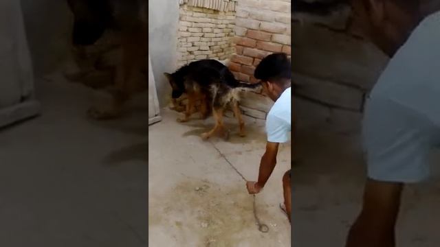 a dehydrated German shpherd смотреть онлайн